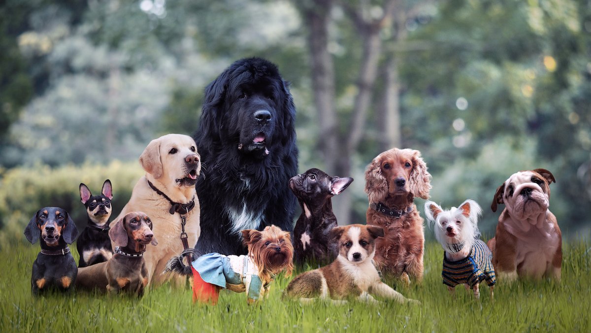 American Kennel Club: Most Popular Dog Breeds of 2021 – NBC10 Philadelphia - Vimarsana News