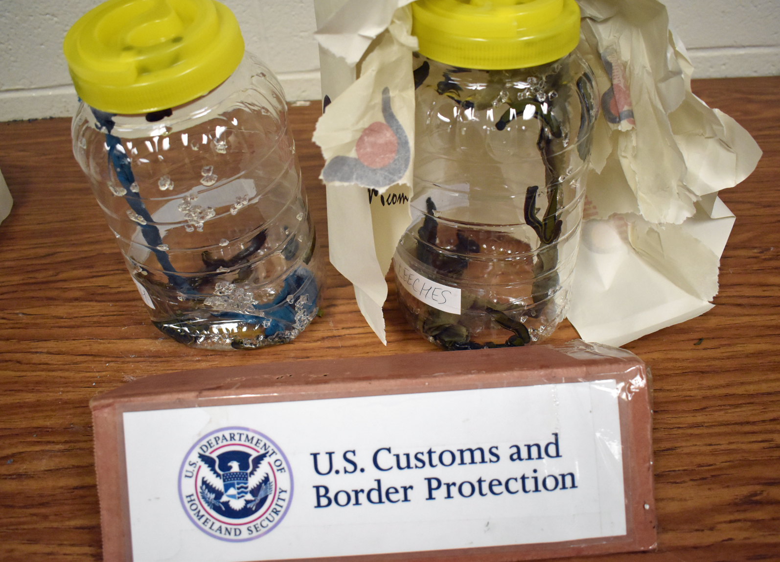 ‘Icky Bloodsuckers': Philly Customs Agents Seize 300 Rare Leeches