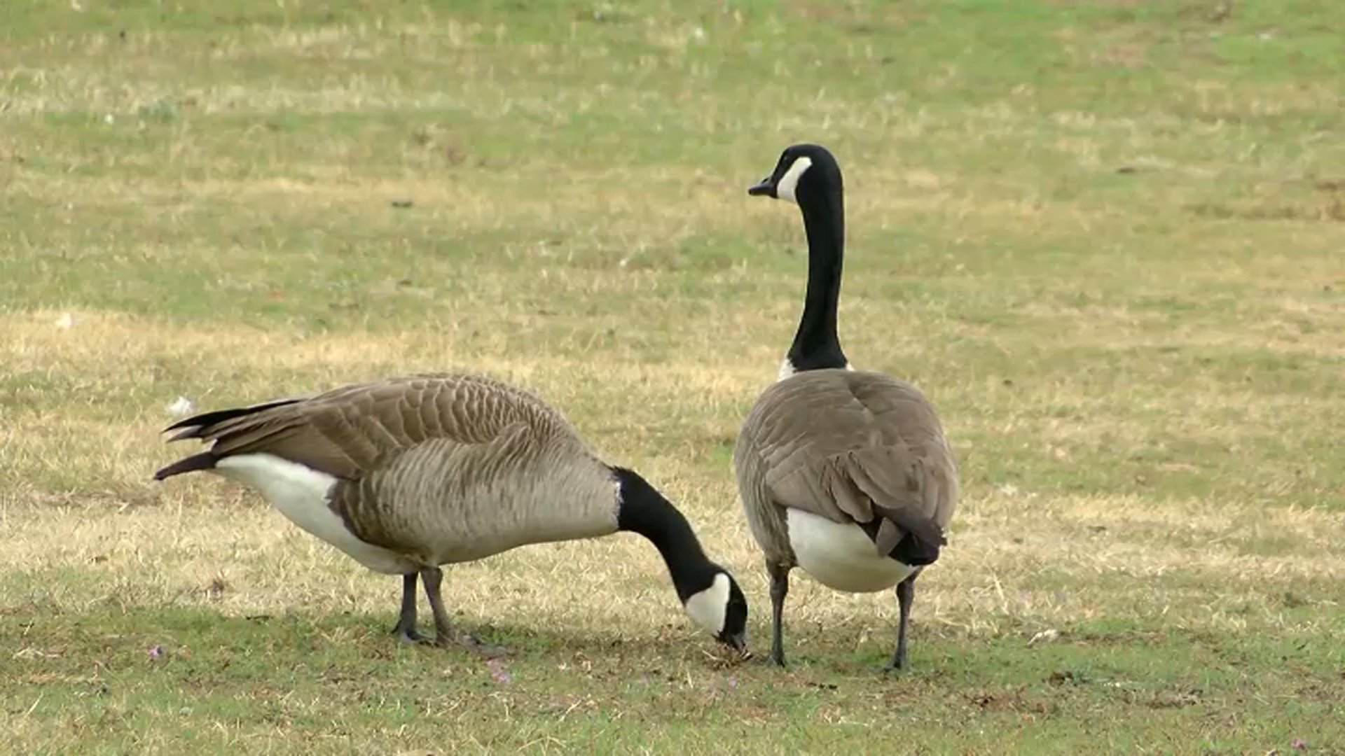 Bird flu may be why over 1,000 geese died in NJ this week
