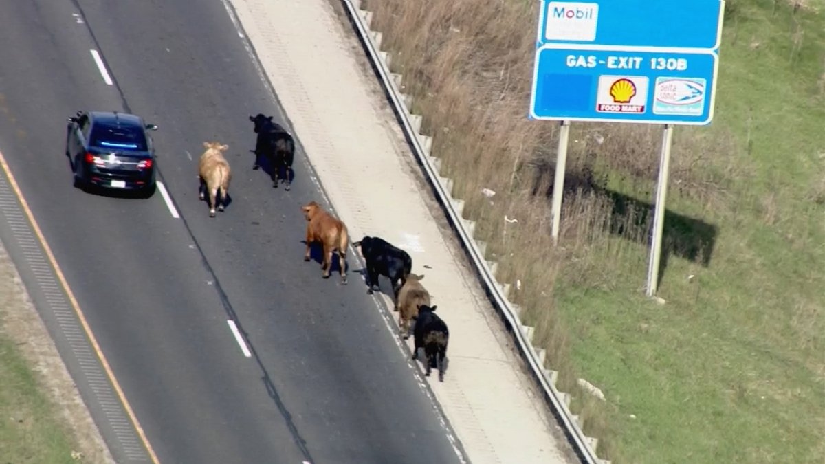 Cattle Roam Highway Following Illinois Crash - Vimarsana News
