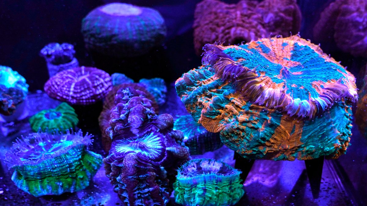Miami Coral Reefs Provide Stunning Images of World Under Assault – NBC10 Philadelphia - Vimarsana News