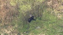 A bear in the woods around Lansdowne, Pennsylvania