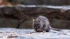 New resolution calls rat problem in Northeast Philly a ‘public health emergency'