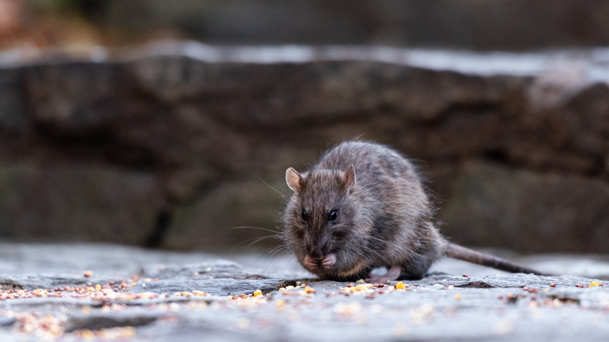 New resolution calls rat problem in Northeast Philly a ‘public health emergency'