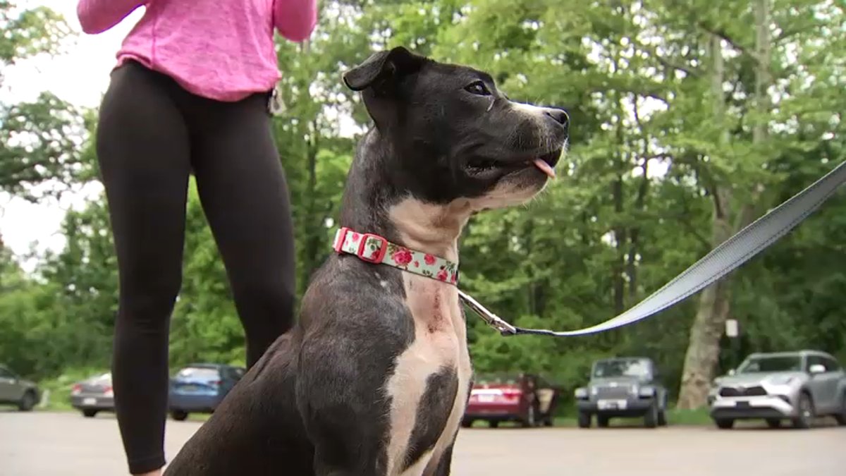 Puppy Named Ruby Injured in North Philadelphia Shooting Finds Forever ...