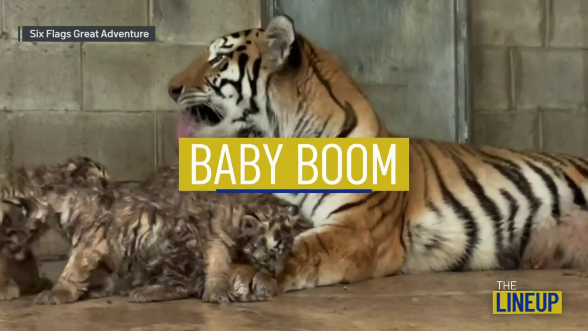 tiger kill bill shoes