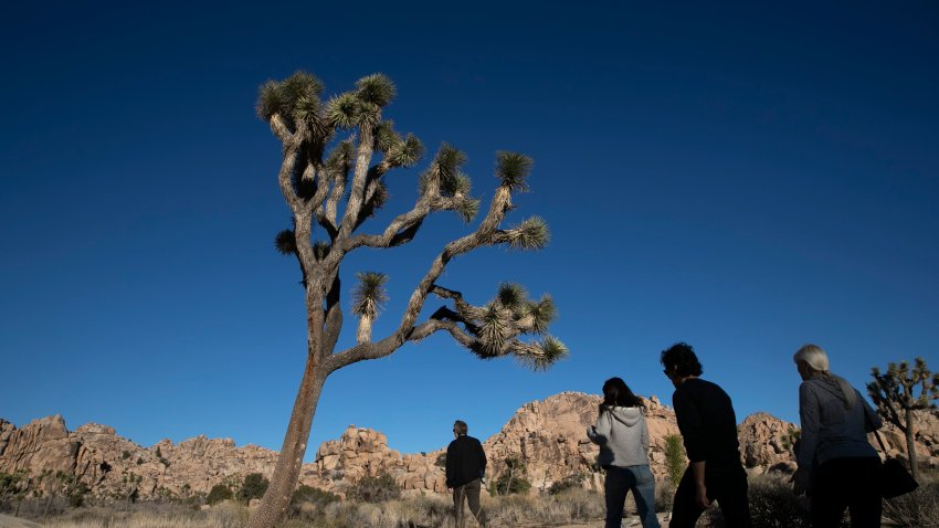 In this Jan. 10, 2019 photo, people visit Joshua Tree National Park in Southern California's Mojave Desert. The California Fish & Game Commission is holding a hearing on Wednesday, June 15, 2022, to consider whether to list the western Joshua Tree as a threatened species.