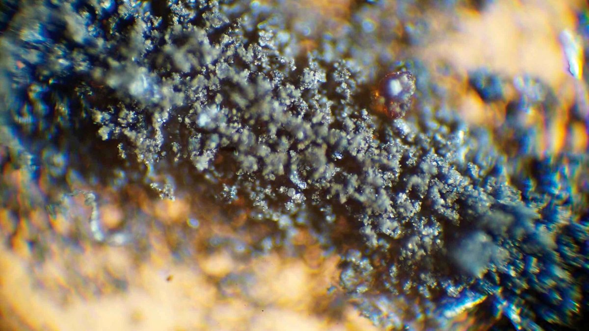 NASA Demands Moon Dust, Cockroach Carcasses Be Returned – NBC10 Philadelphia - Vimarsana News