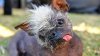Chinese Crested-Chihuahua Mix Named Mr. Happy Face Is 2022 ‘World's Ugliest Dog'