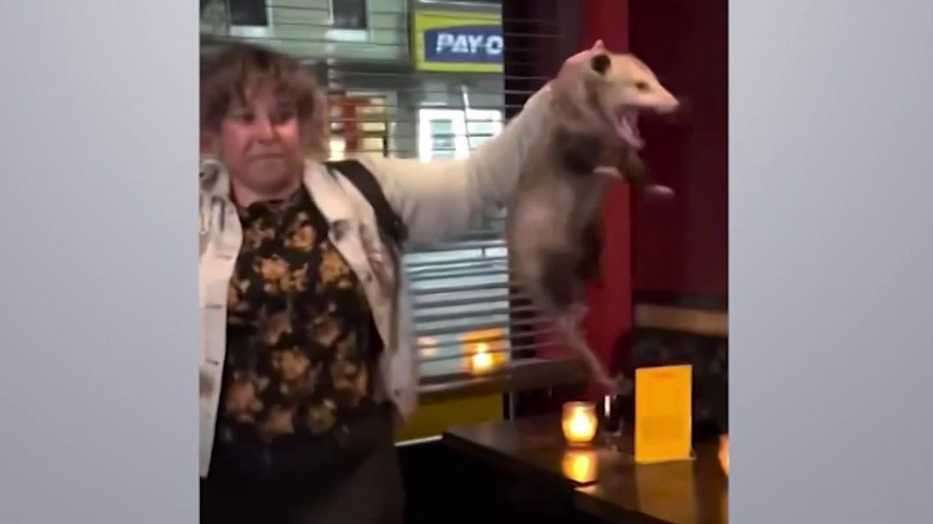 Watch: Woman Is NYC Bar Hero After Calmly Grabbing, Removing Opossum
That Wandered Inside