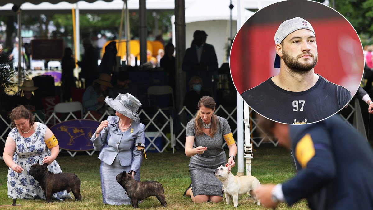 Westminster Dog Show Gets 4 Finalists, and One Has NFL Ties – NBC10 Philadelphia - Vimarsana News