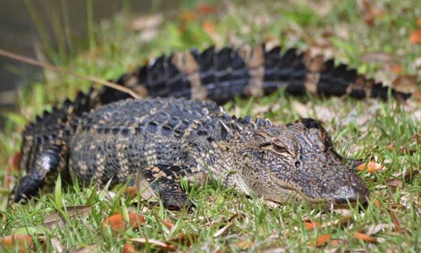One Dead in Myrtle Beach Area After Alligator Attack – NBC10 Philadelphia - Vimarsana News