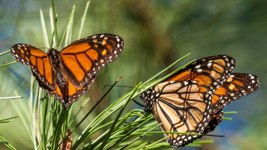 FILE – Monarch butterflies land on branches at Monarch Grove Sanctuary in Pacific Grove, Calif., Wednesday, Nov. 10, 2021. On Thursday, July 21, 2022, the International Union for the Conservation of Nature said migrating monarch butterflies have moved closer to extinction in the past decade – prompting scientists to officially designate them as “endangered.” (AP Photo/Nic Coury, File)