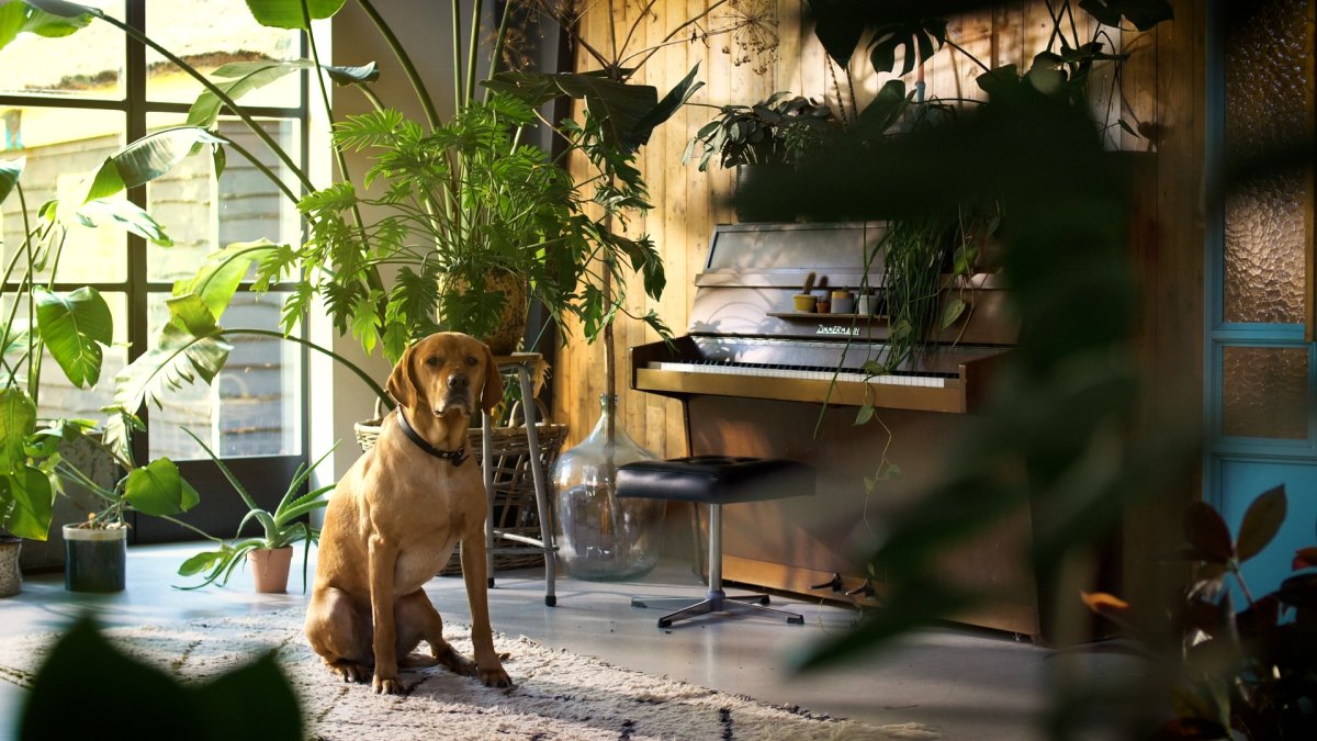 3 houseplants to keep away from your pets NBC10 Philadelphia
