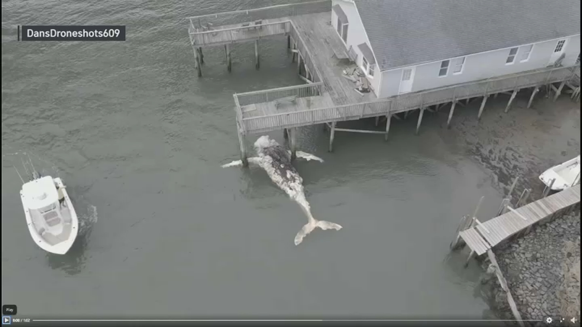 Dead Humpback Whale Winds Up Stuck Under Jersey Shore Dock