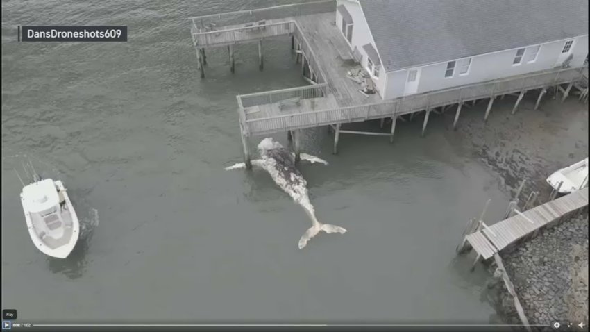 A whale stuck under a dock