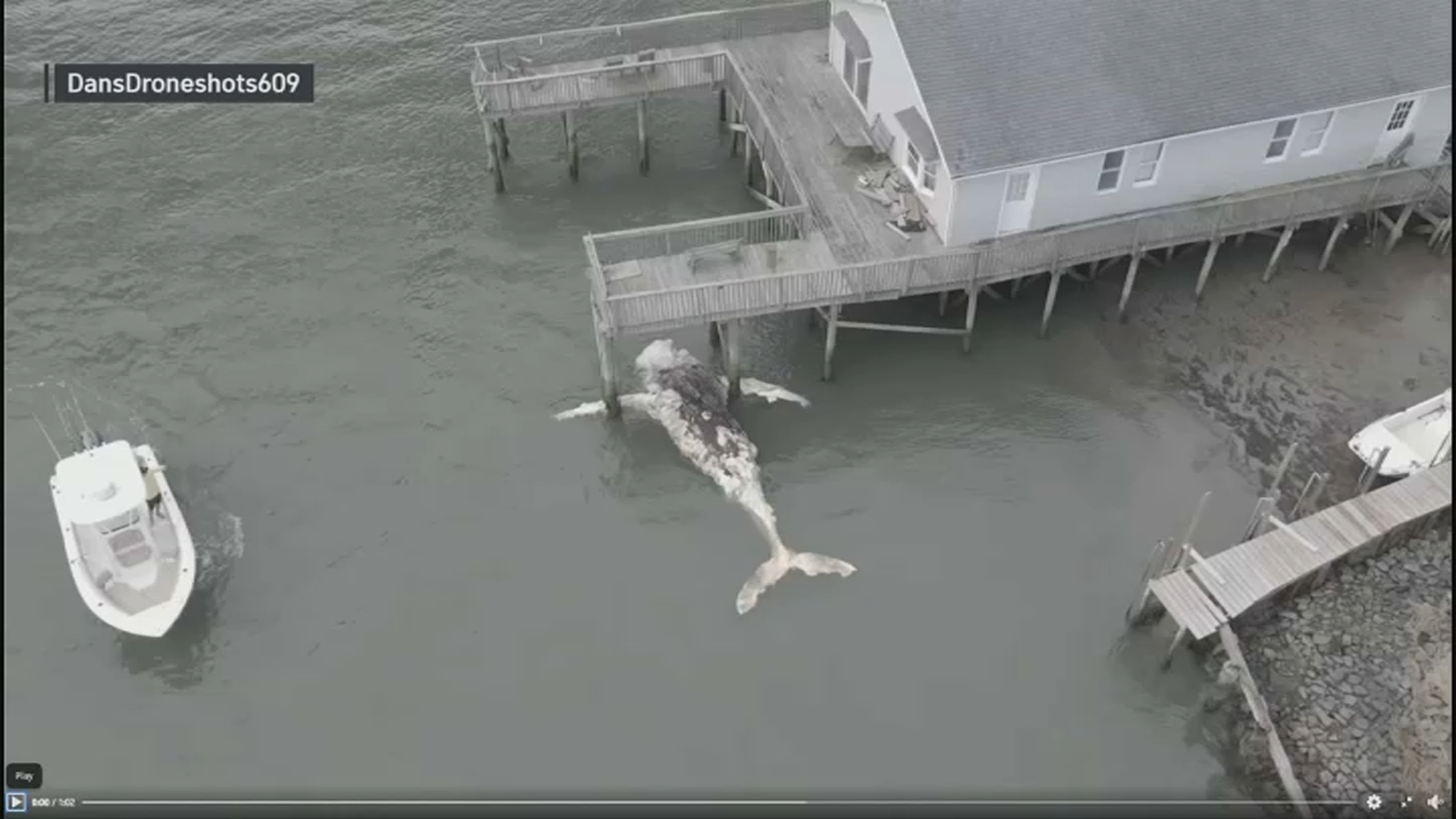 analyse Lichaam Vervolgen Dead Humpback Whale Winds Up Under North Wildwood Dock – NBC10 Philadelphia analyse Lichaam Vervolgen Dead Humpback Whale Winds Up Under North Wildwood Dock – NBC10 Philadelphia