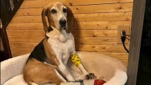 Dylan the dog on a dog bed after his rescue in Medford New Jersey in July 2022.