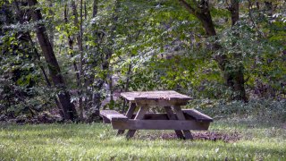 Picnic table in front of some woods