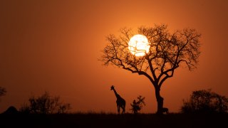 A silhouette of a giraffe standing next to a tree at sunset