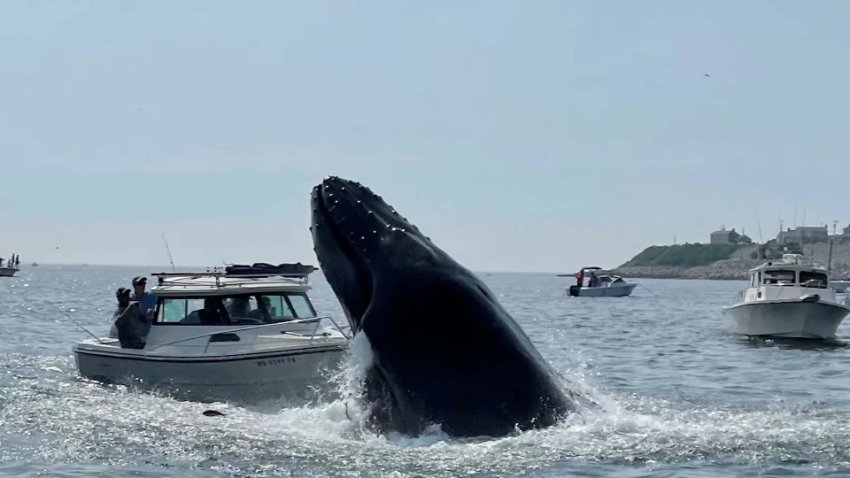 No injuries were reported after a whale breached and landed on a 19-foot vessel off the coast of Plymouth, Mass. on Sunday, July 24, 2022.