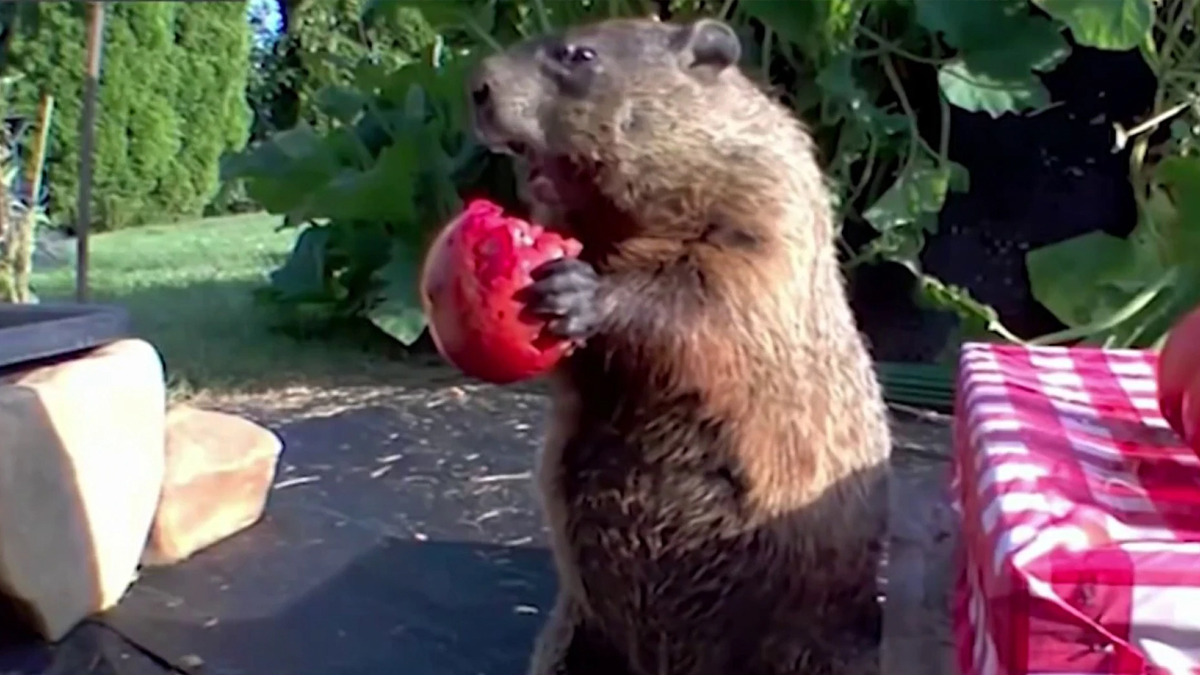 How ‘Chunk’ the Groundhog Tore Up a Delaware Garden and Became a Global