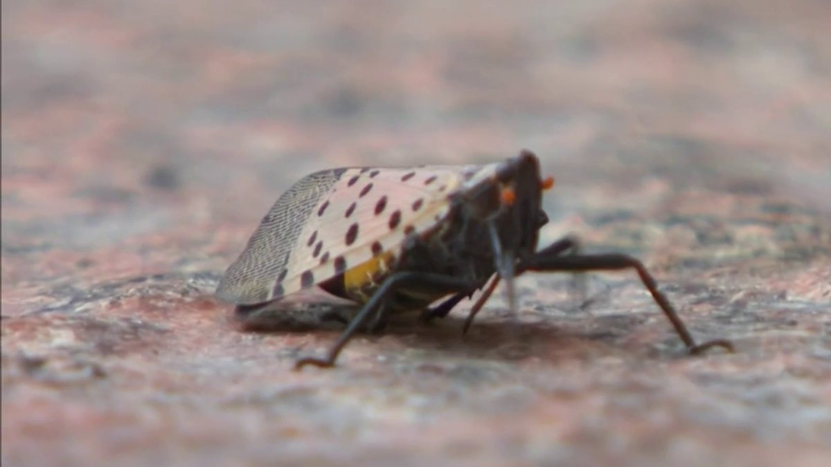 Bug Expert Calls On Using More Than Just Stomping To Stop Spotted 