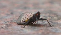 Bug Expert Calls on Using More Than Just Stomping to Stop Spotted Lanternflies