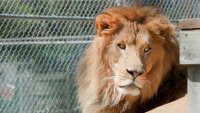 NJ Animal Sanctuary Welcomes Four Big Cats