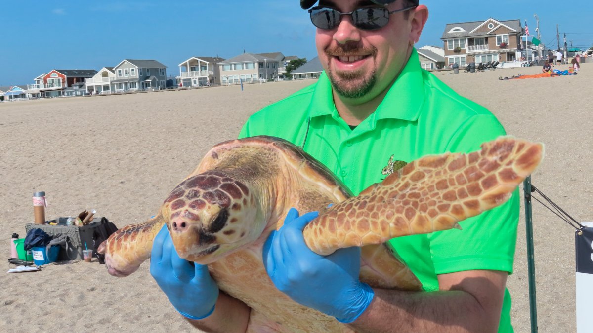 After Rescue, Massive Sea Turtle Released Into Atlantic : The Two