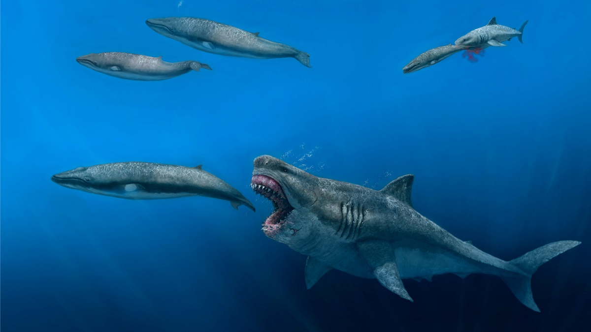 Giant 'Superpredator' Megalodon Sharks Once Roamed the Seas, Feasting on Huge Meals