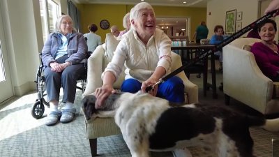 This Program Benefits Both Shelter Dogs and the Elderly – NBC10 Philadelphia