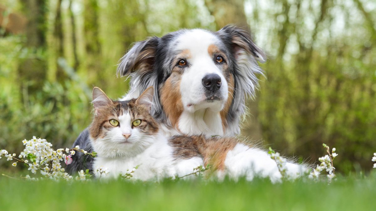 Clear The Shelters Using the WeRescue App – NBC10 Philadelphia - Vimarsana News