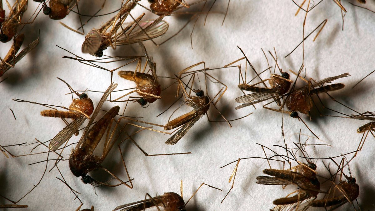 Child in Atlantic County among first cases of West Nile virus in NJ this year