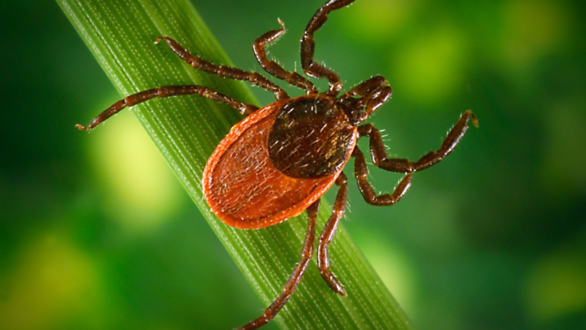 Major Test of Possible Lyme Vaccine Underway – NBC10 Philadelphia - Vimarsana News