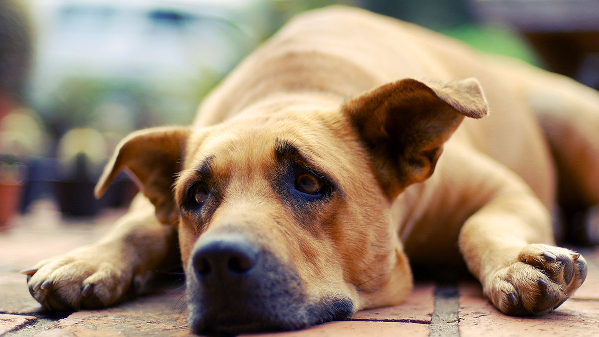 Michigan Dogs Getting Sick and Dying From Mysterious ParvoLike Illness