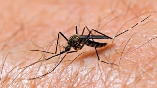 An Aedes japonicus mosquito rests on a human arm.  Aedes japonicus are new to the United States and may be possible West Nile Vectors.  See more of my mosquito shots here: