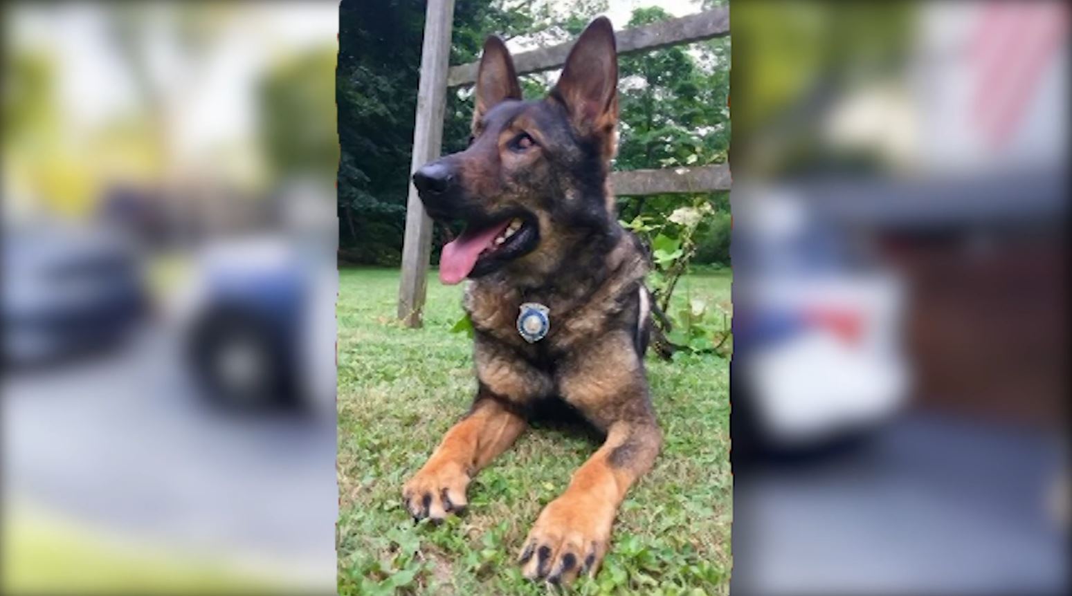 Main Line Police Dogs Show Off Eagles Spirit