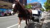 Protest Calls for End to Horse-Drawn Carriages on Philly Streets