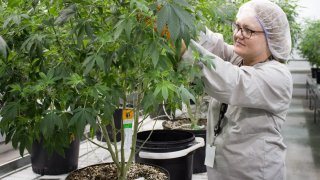 Canopy Growth operations in Smiths Falls, Ontario.