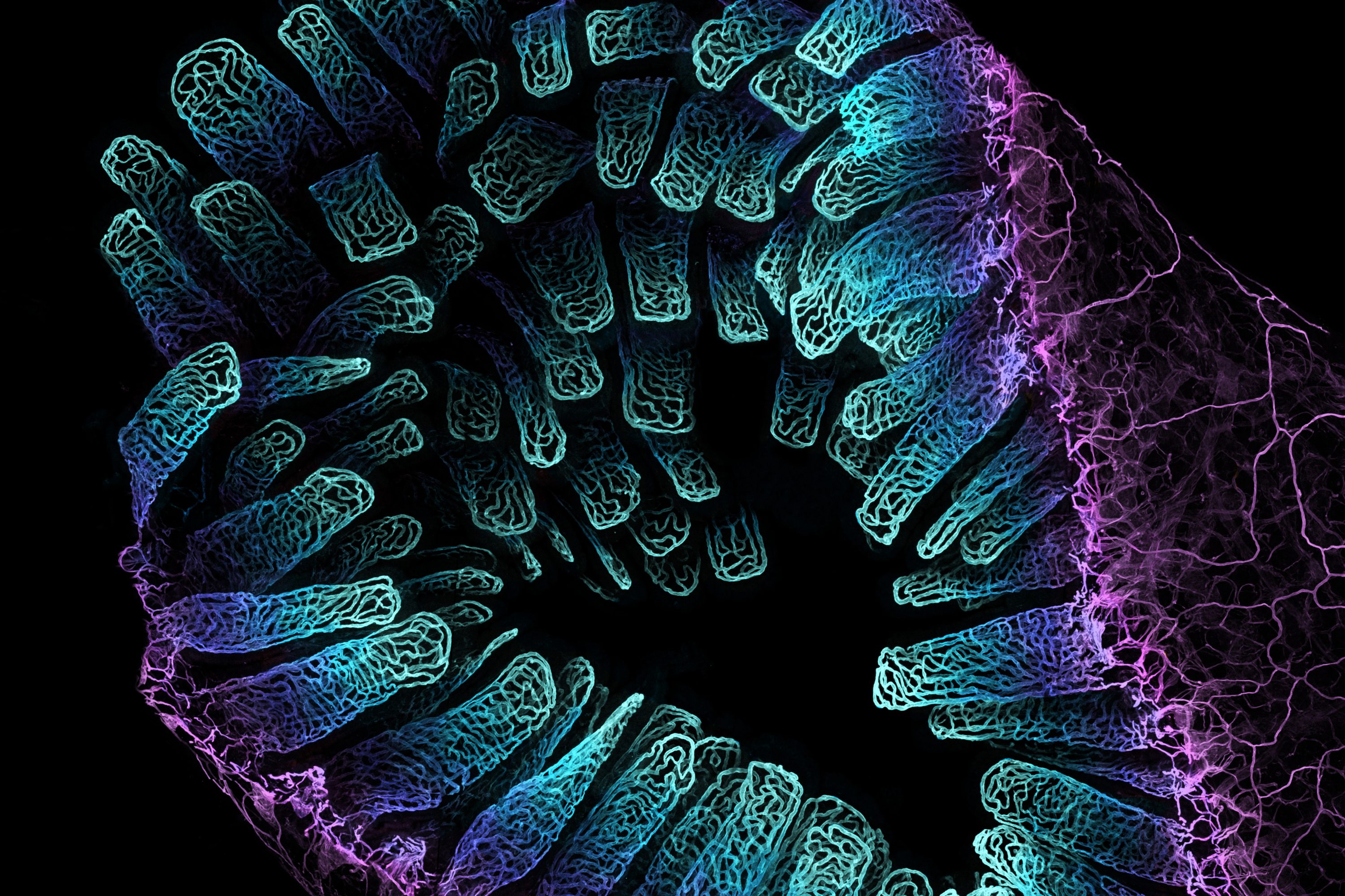 An adult mouse's intestine, showing its blood networks at 10x magnification.