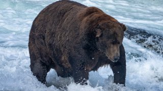 747 seen in Katmai National Park & Preserve's Brooks River, Alaska, Sept. 6, 2022.