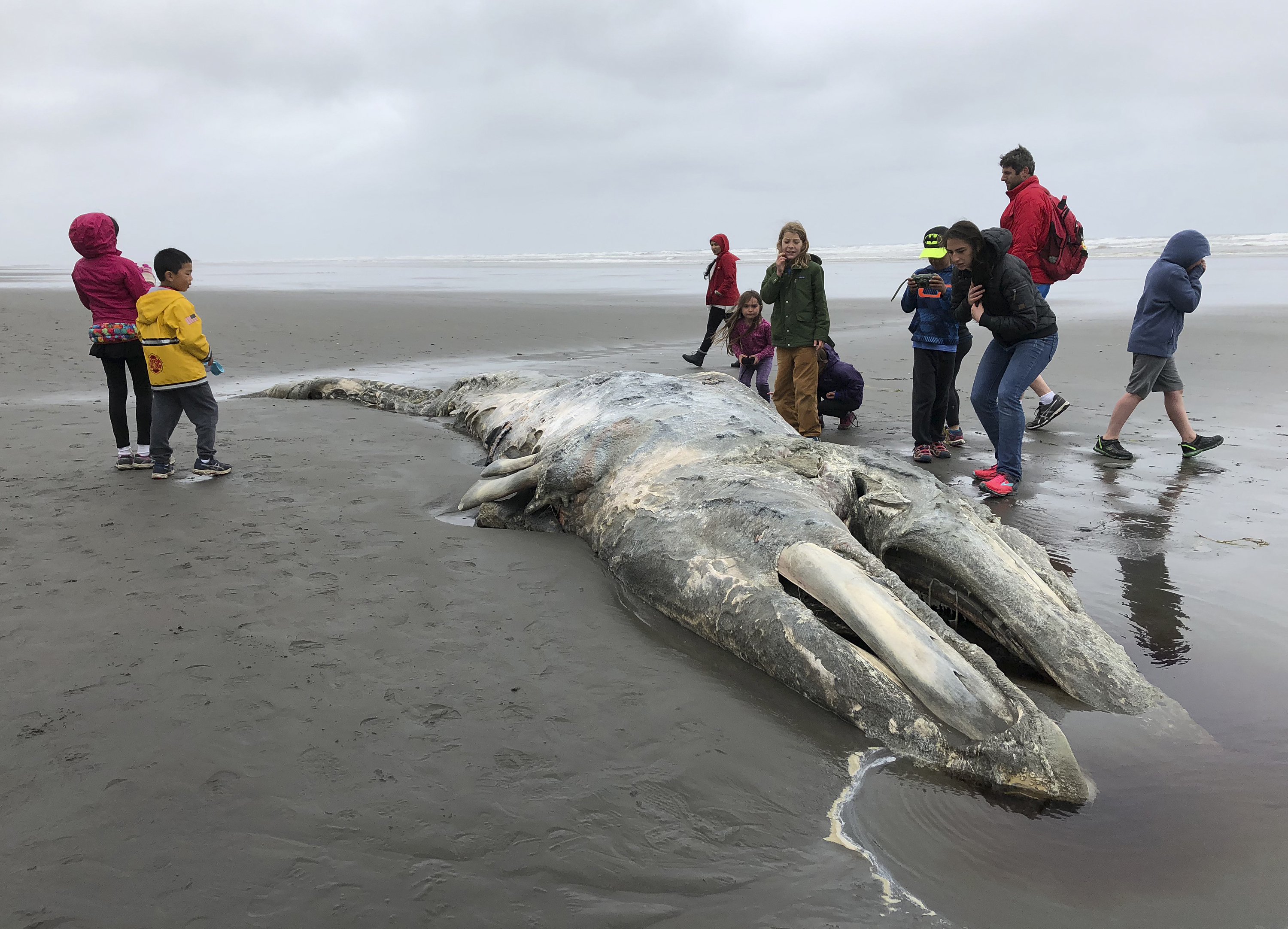 Scientists Concerned as Gray Whale Population Off Western US Continues