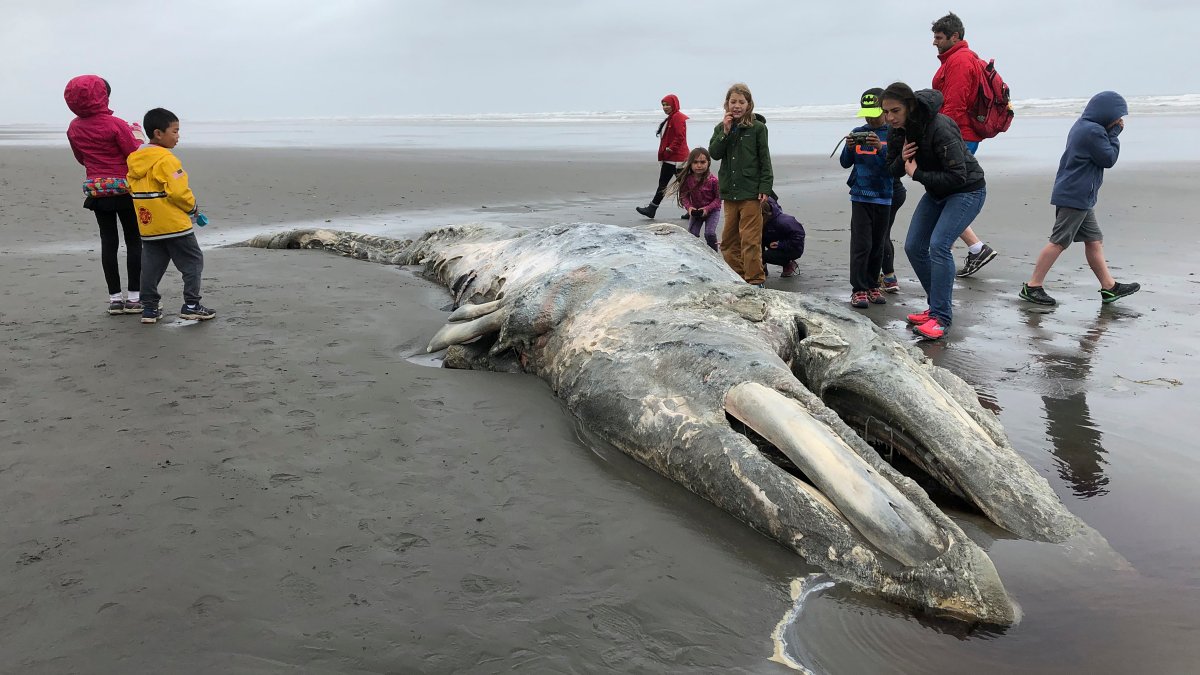 Scientists Concerned as Gray Whale Population Off Western US Continues to Decline
