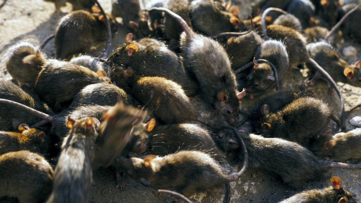 Philadelphia Ranked in Top 10 List of Cities With The Most Rats NBC10