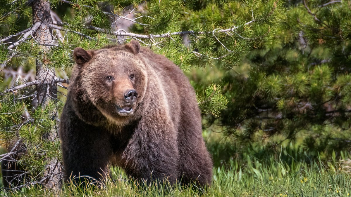 Pa. man bitten on the head when bear attacked him in his garage NBC10