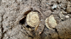 Couple Finds Rare Coins Worth Over $800,000 While Renovating Their Kitchen Floors