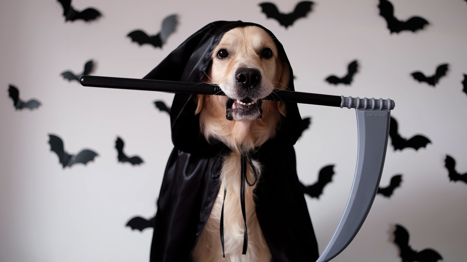 How to Make Sure Your Pet's Halloween Costume is Safe – NBC10 Philadelphia