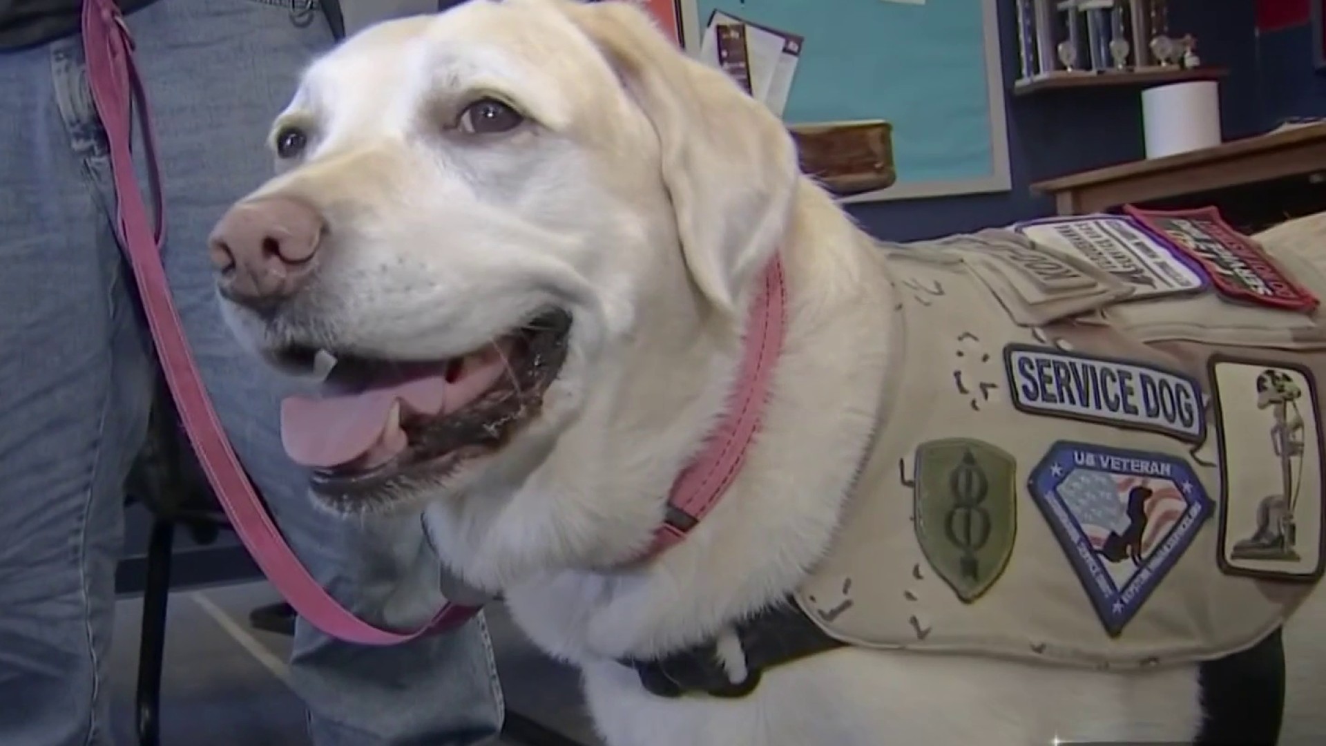 How Can A Veteran Qualify For A Service Dog