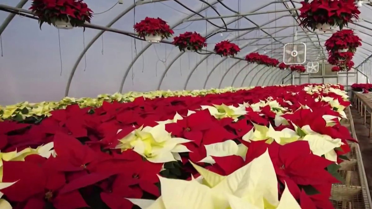 Millers Greenhouses in Delaware County Celebrates 50 Year Anniversary